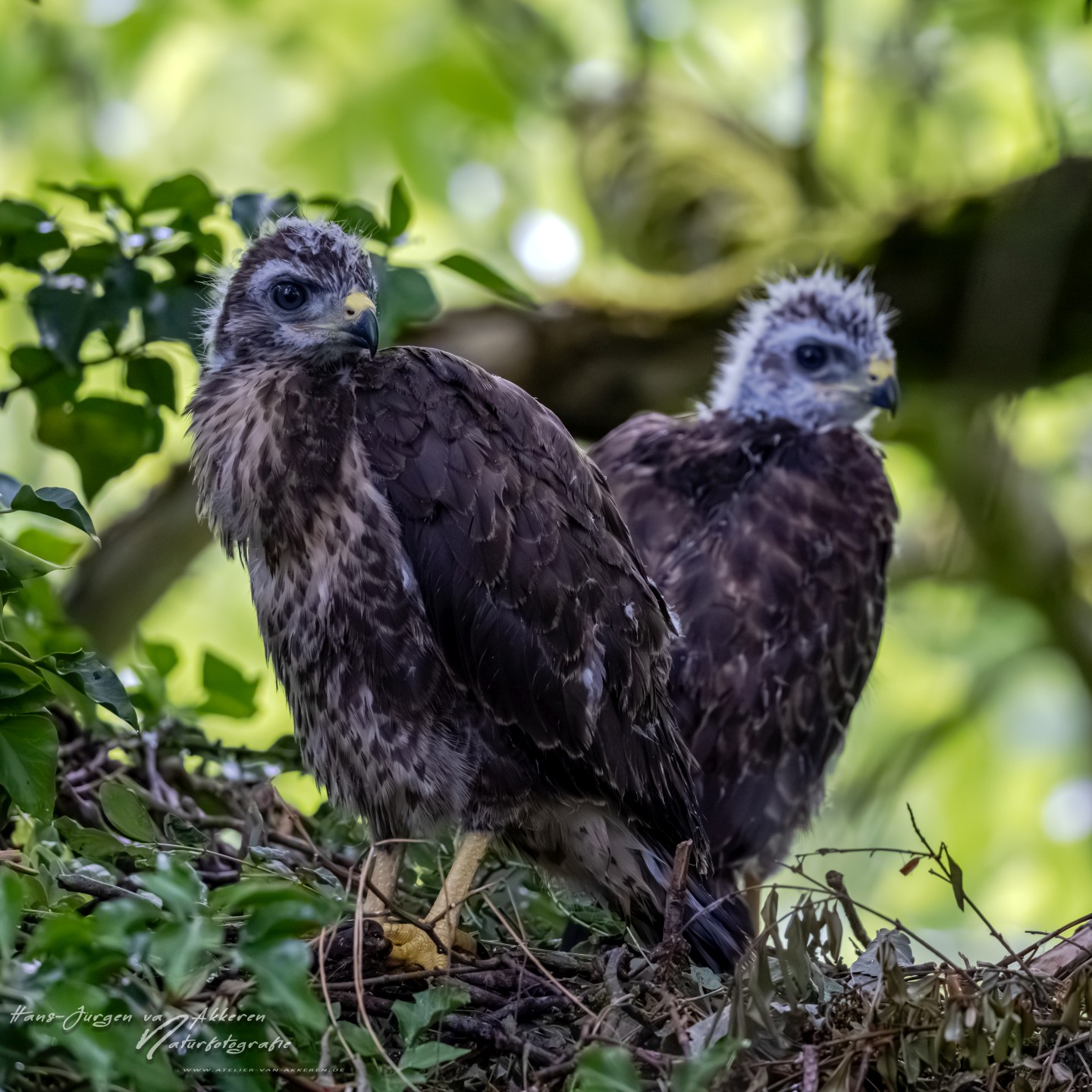 309A9648 Mausebussarde Jungvogel